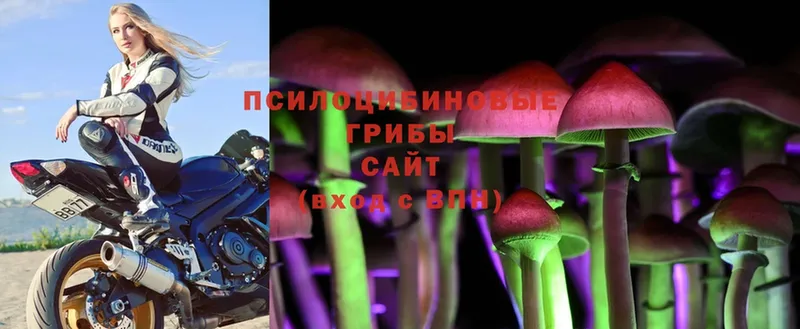 где можно купить   Звенигород  Псилоцибиновые грибы Psilocybe 